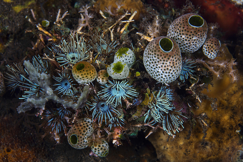 A beautiful bouquet of tunicates and cnidarians grows on a reef in Komodo National Park, Indonesia. This tropical area in the Lesser Sunda Islands is known for both its amazing marine biodiversity as well its infamous dragons.