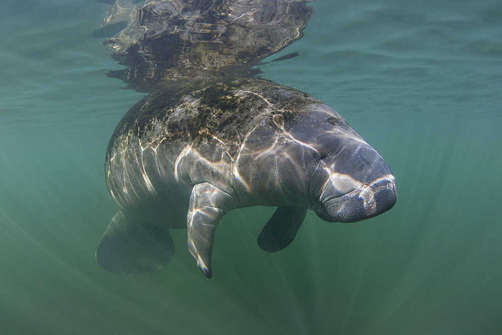 A Florida manatee, Trichechus manatus latirostris, rises to the surface of Crystal River, Florida. This endangered sirenian subspecies migrates to inland rivers during the winter where water temperatures are warmer than the ocean.