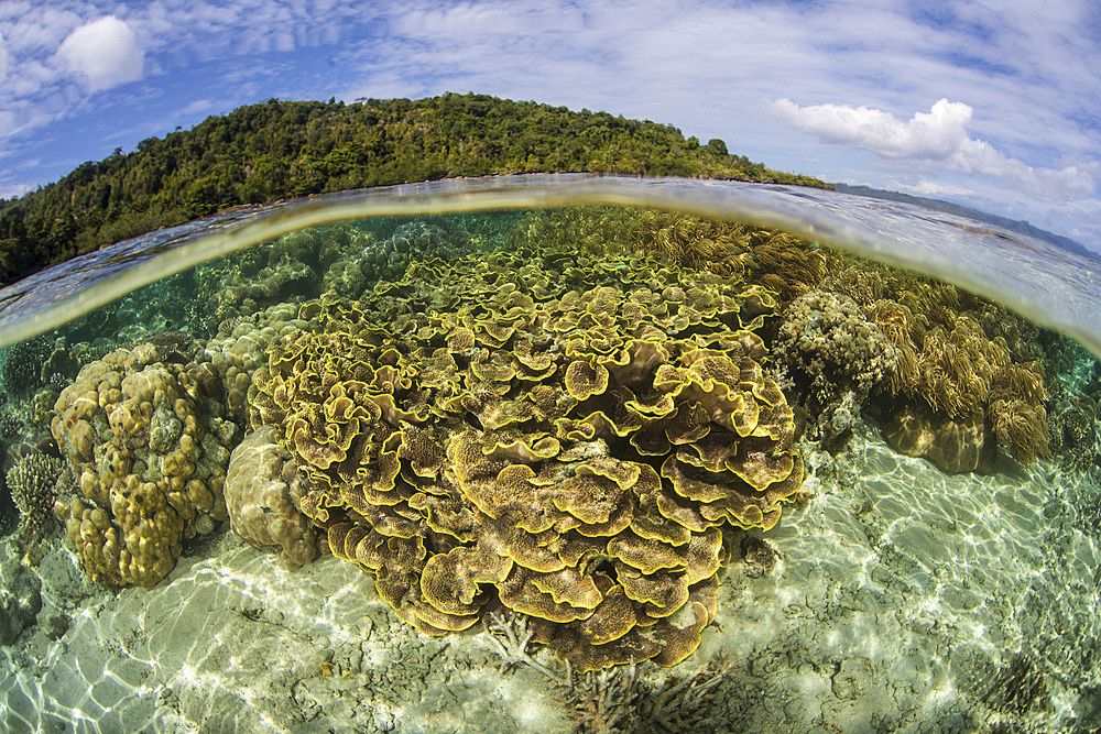 A beautiful coral reef thrives just off the island of Ambon, Indonesia.