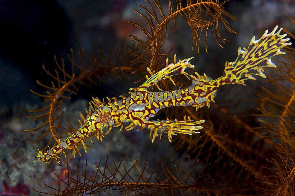 A well-camouflaged ornate ghost pipefish, Solenostomus paradoxus, hovers over a reef in Komodo National Park, Indonesia.