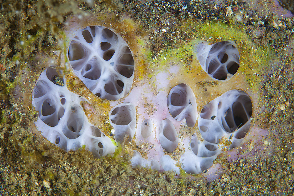 Detail of a sponge growing on a reef in Lembeh Strait, Indonesia.