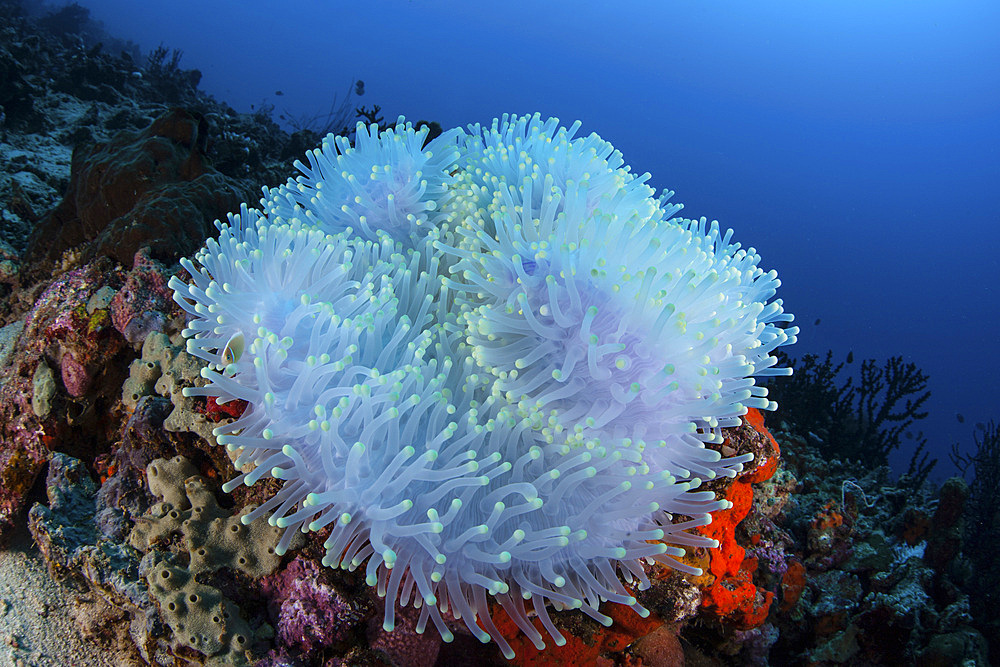 A bleached magnificent sea anemone is found on a reef off the coast of Sulawesi in Indonesia. Bleaching is usually associated with higher than normal sea temperatures.