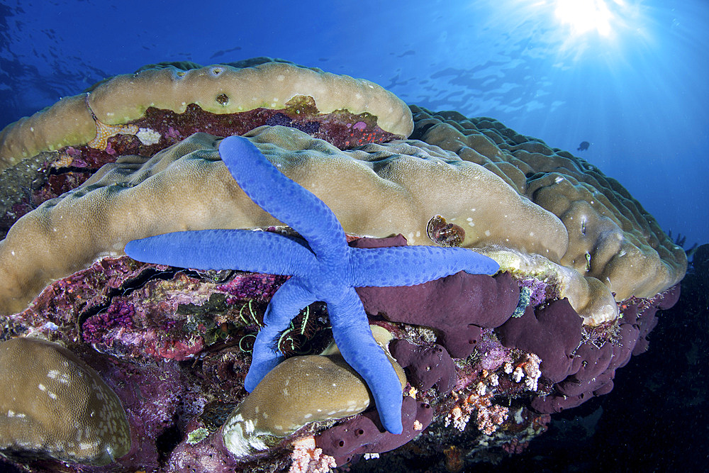 A blue starfish, Linkia laevigata, clings to coralline algae on a reef in Sulawesi, Indonesia.