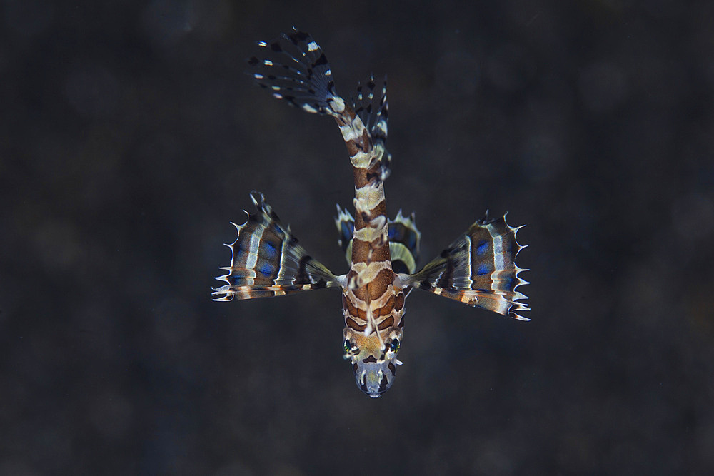 A unidentified juvenile lionfish hovers above the seafloor in Lembeh Strait, Indonesia.