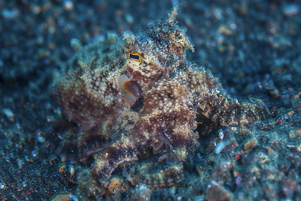 A well-camouflaged Mototi octopus, Octopus sp., hides in plain view on the sandy seafloor in Lembeh Strait, Indonesia.