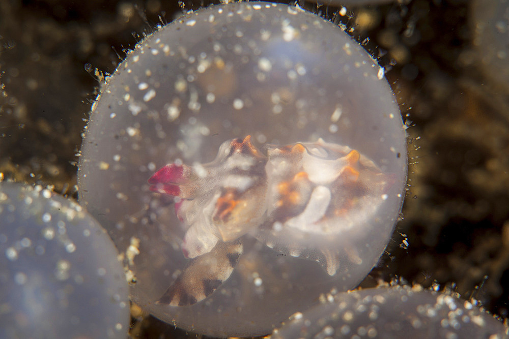 Flamboyant cuttlefish embryos, Metasepia pfefferi, wait to hatch from their eggs on the sandy seafloor in Lembeh Strait, Indonesia.