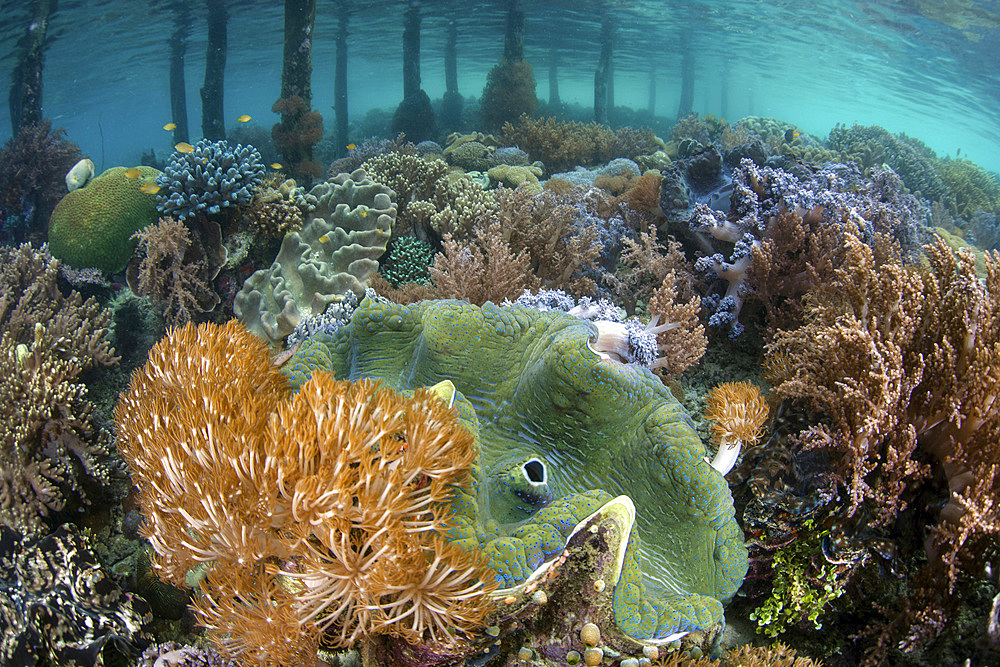 A massive giant clam, Tridacna gigas, grows on a shallow coral reef in Raja Ampat, Indonesia.