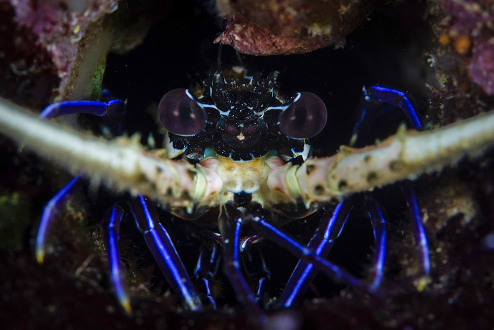 A juvenile painted spiny lobster, Panulirus versicolor, inhabits a crevice on a reef amid the tropical islands of Raja Ampat, Indonesia.