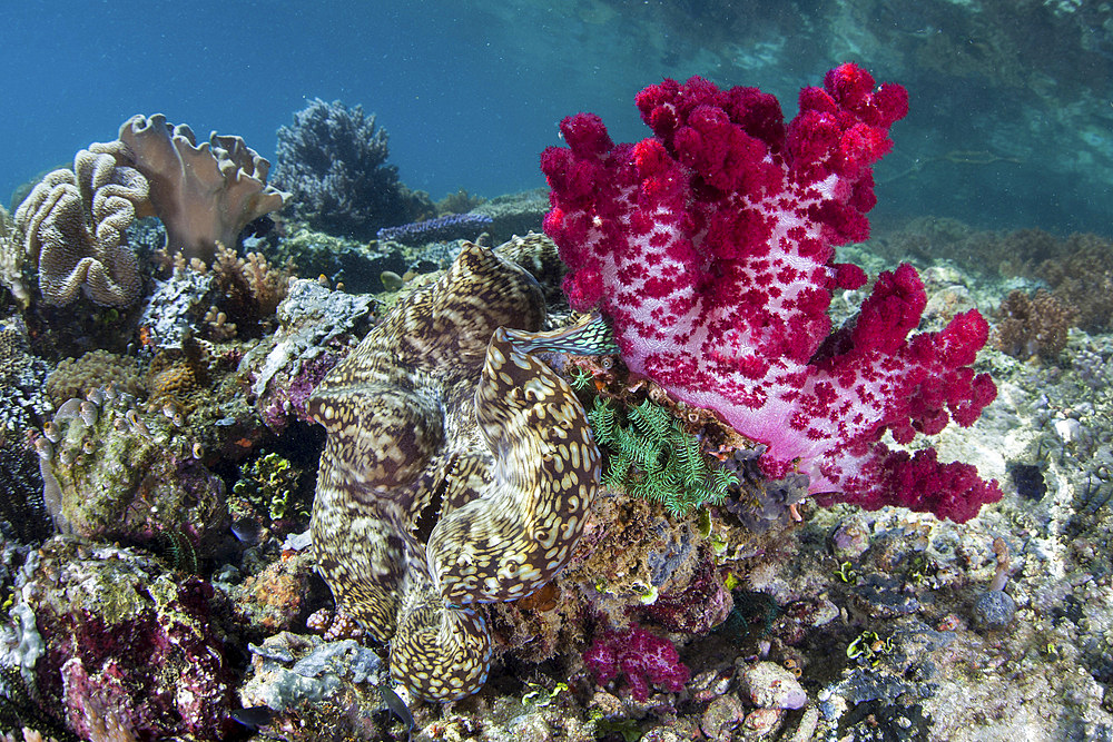 A colorful soft coral adorns a giant clam, Tridacna sp., growing on a healthy reef in Raja Ampat, Indonesia.