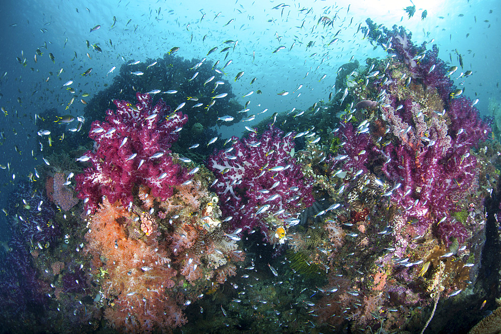 A beautiful, vibrant coral reef grows amid the tropical islands of Raja Ampat, Indonesia.