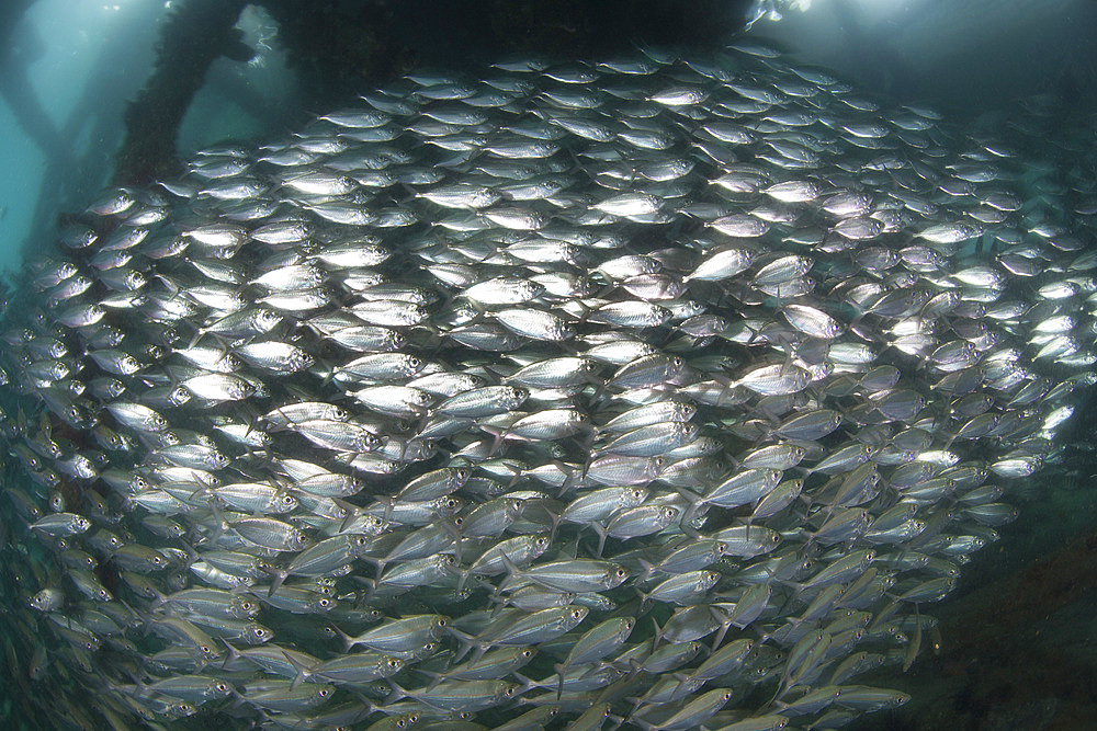 A thick school of yellow-striped scad swims below a jetty amid the tropical islands of Raja Ampat, Indonesia.