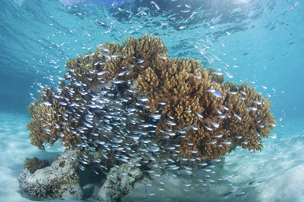 Cardinalfish school around a colorful coral bommie growing on a reef in Raja Ampat, Indonesia.