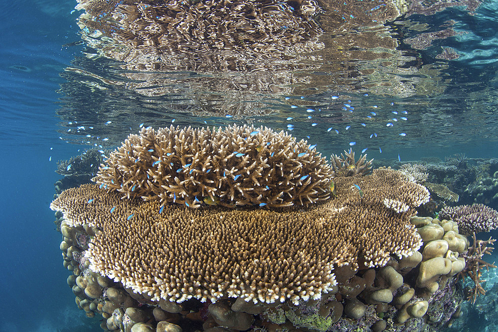 A beautiful coral reef thrives around an island in a remote part of Raja Ampat, Indonesia.