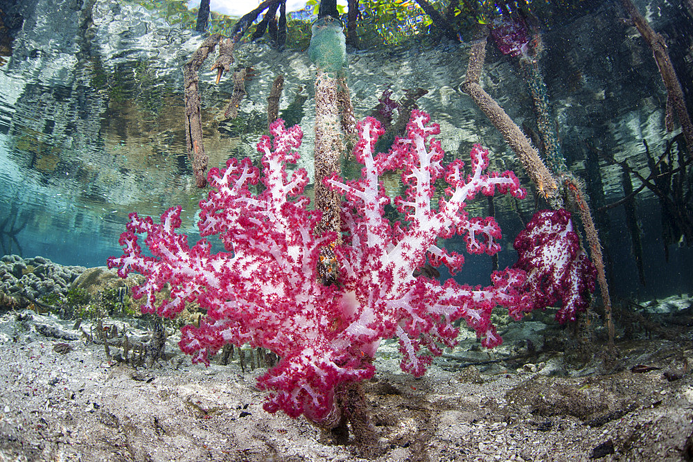 A brightly colored soft coral adorns prop roots in a blue water mangrove forest in Raja Ampat, Indonesia.