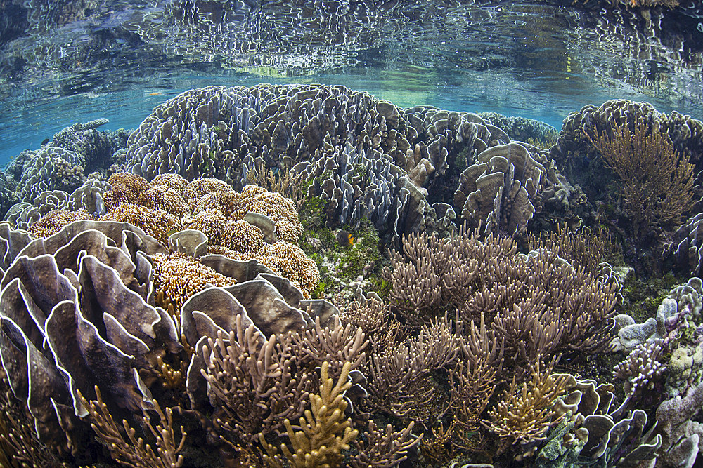 A beautiful coral reef thrives around an island in a remote part of Raja Ampat, Indonesia.