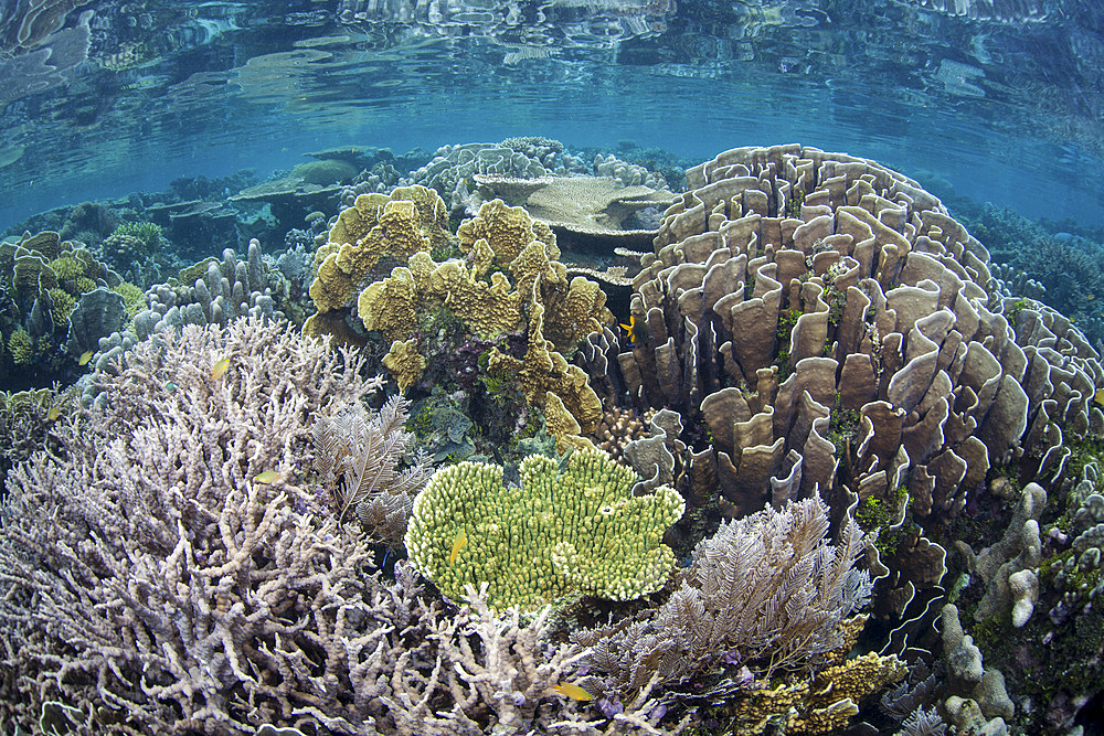 A beautiful coral reef thrives around an island in a remote part of Raja Ampat, Indonesia.