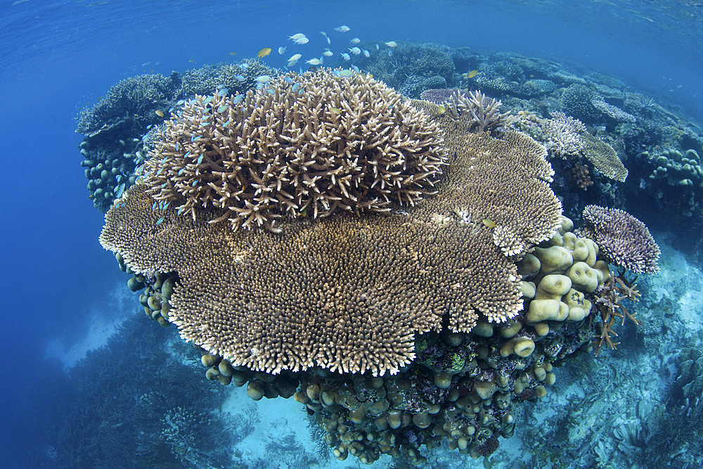 A beautiful coral reef grows amid the tropical islands of Raja Ampat, Indonesia.