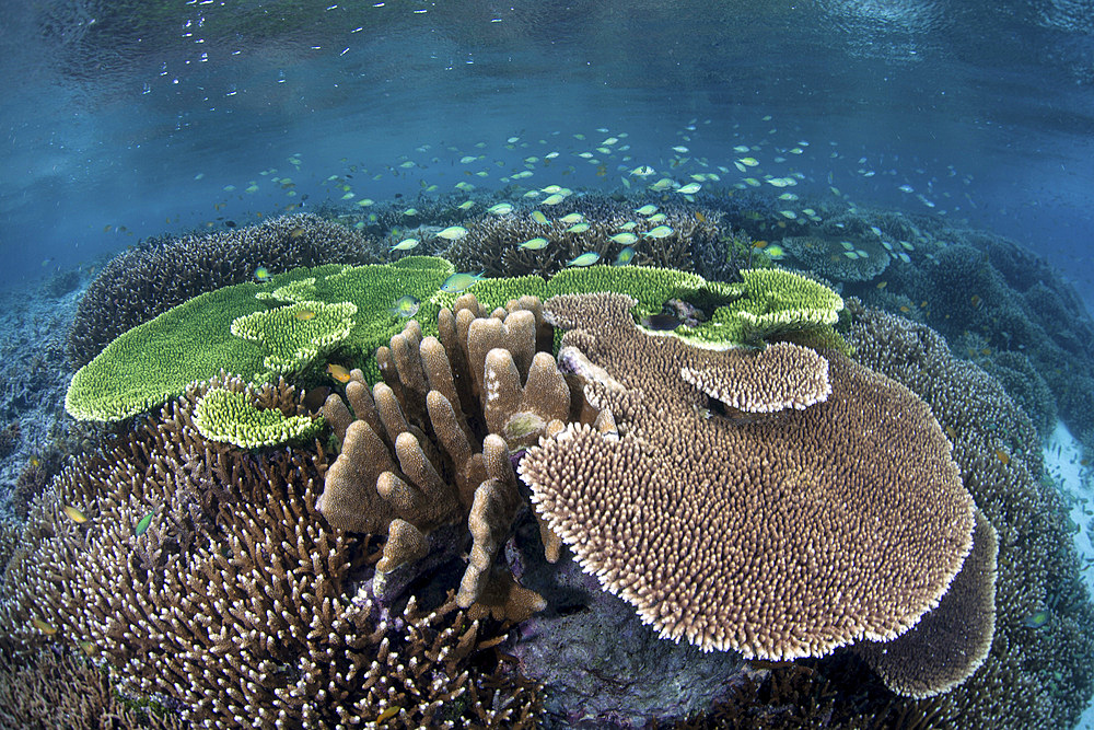 A beautiful coral reef thrives amid the tropical islands of Raja Ampat, Indonesia.