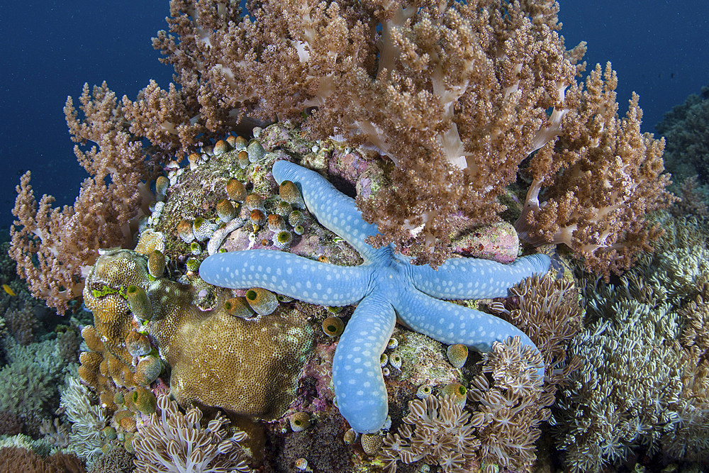 A blue sea star, Linkia laevigata, clings to a healthy coral reef in Raja Ampat, Indonesia.