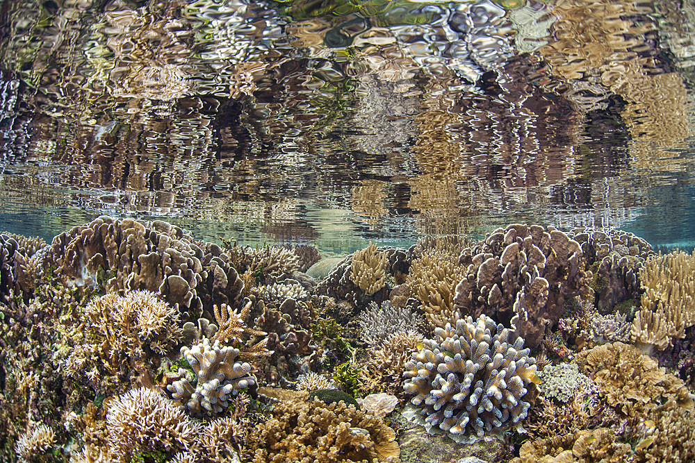 A beautiful coral reef thrives amid the tropical islands of Raja Ampat, Indonesia.