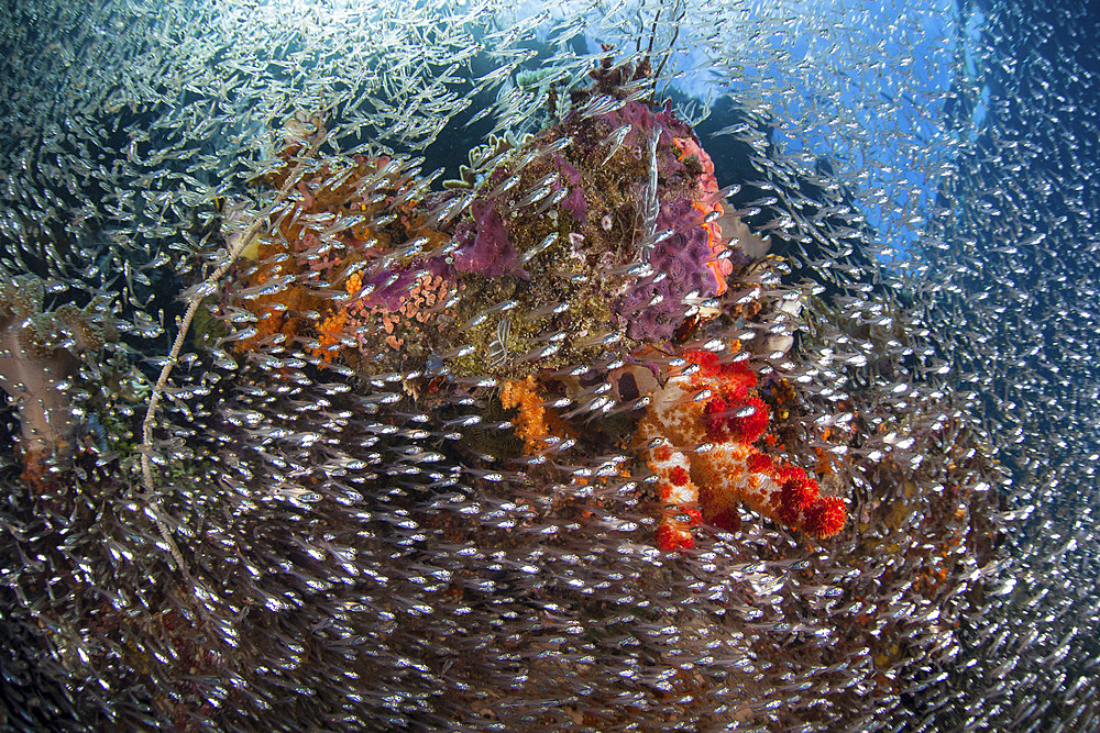 Beautiful corals and reef fish thrive amid the tropical islands of Raja Ampat, Indonesia.