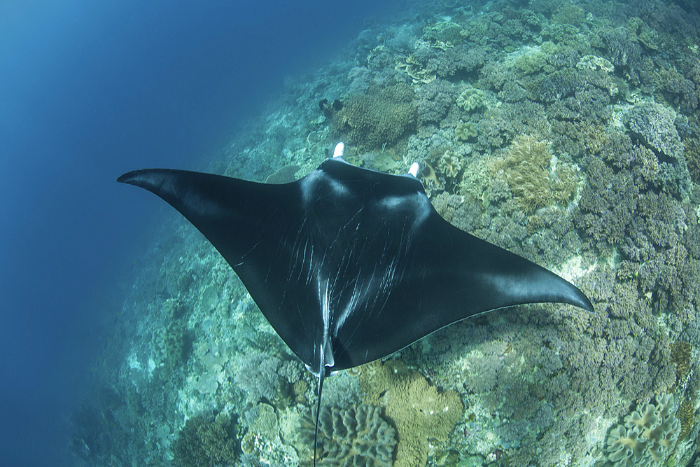 A large manta ray, Mobula alfredi, swimming along a reef drop off in Raja Ampat, Indonesia.