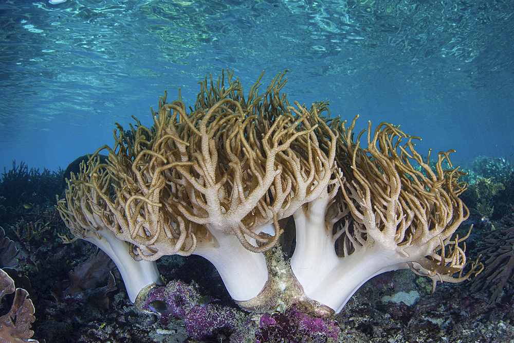 A sinuous soft coral grows in the shallows amid the tropical islands of Raja Ampat, Indonesia.