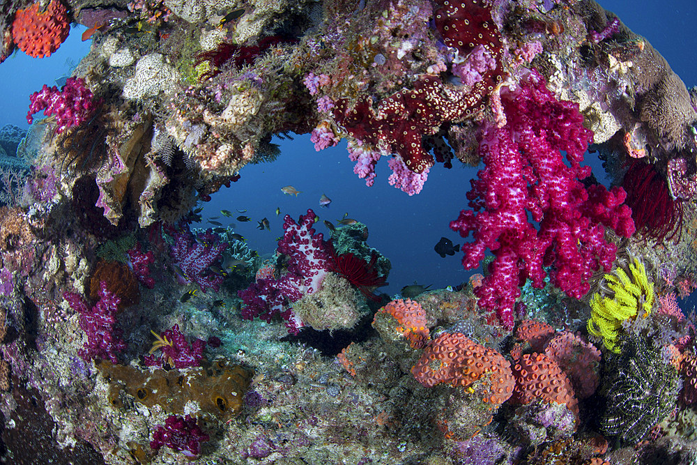 A vibrant and diverse coral reef grows amid the tropical islands of Raja Ampat, Indonesia.