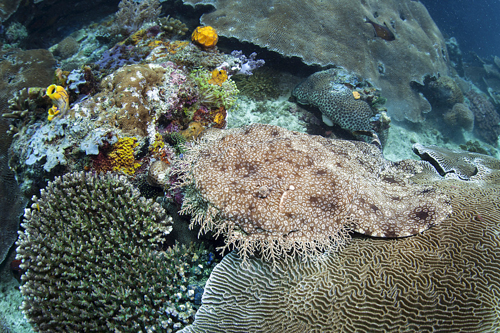 A well-camouflaged tasselled wobbegong, Eucrossorhinus dasypogon, lies on the seafloor in Raja Ampat, Indonesia.