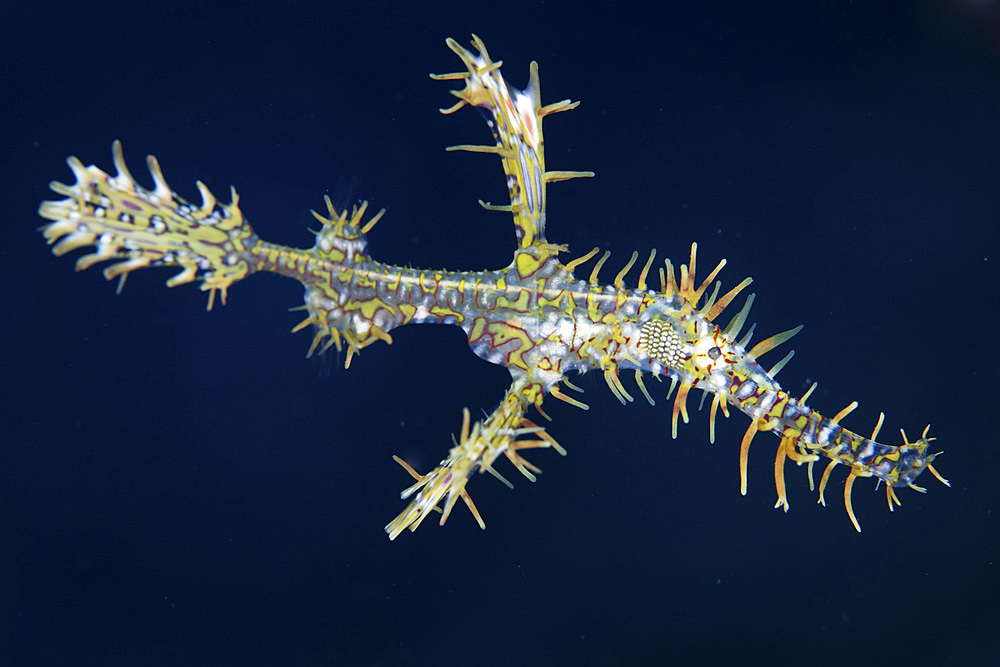 A colorful ornate ghost pipefish, Solenostomus paradoxus, hovers over a coral reef in Komodo National Park, Indonesia.