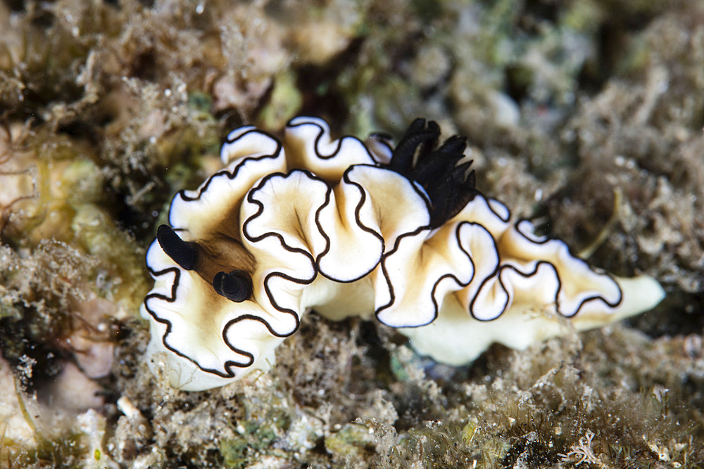 A beautiful nudibranch, Doriprismatica atromarginata, feeds on a reef in Indonesia's Banda Sea.