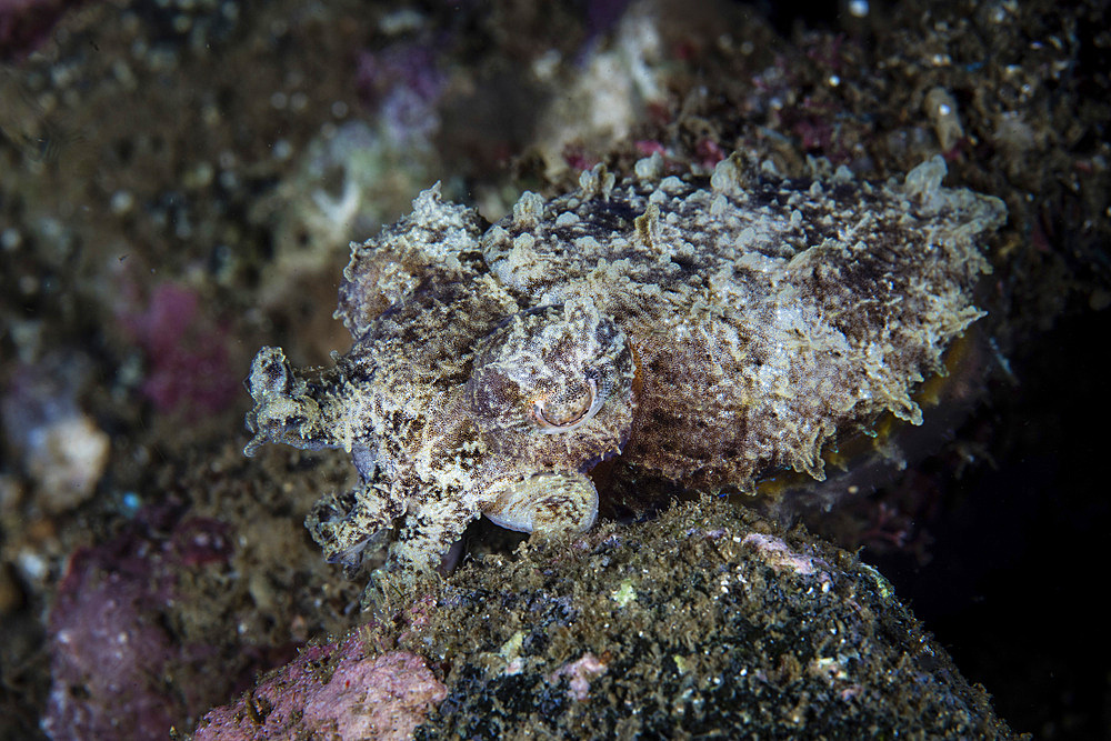 A small, well-camouflaged cuttlefish, Sepia sp., hovers on a rocky seafloor in the Banda Sea, Indonesia.