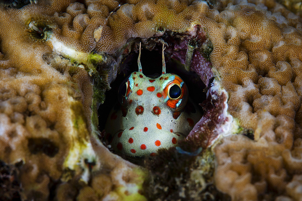 A cute red-spotted blenny, Blenniella chrysospilos, looks out from its protective home on a coral reef in Indonesia. This combtooth blenny feeds on algae.