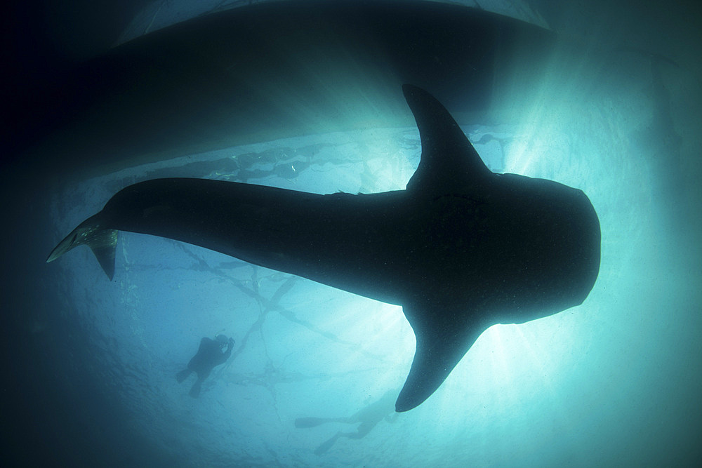 A huge whale shark, Rhincodon typus, swims in sunlit Indonesian waters. This massive yet harmless shark feeds on planktonic organisms and can sometimes be found swimming near fishing platforms due to the scent of fish.