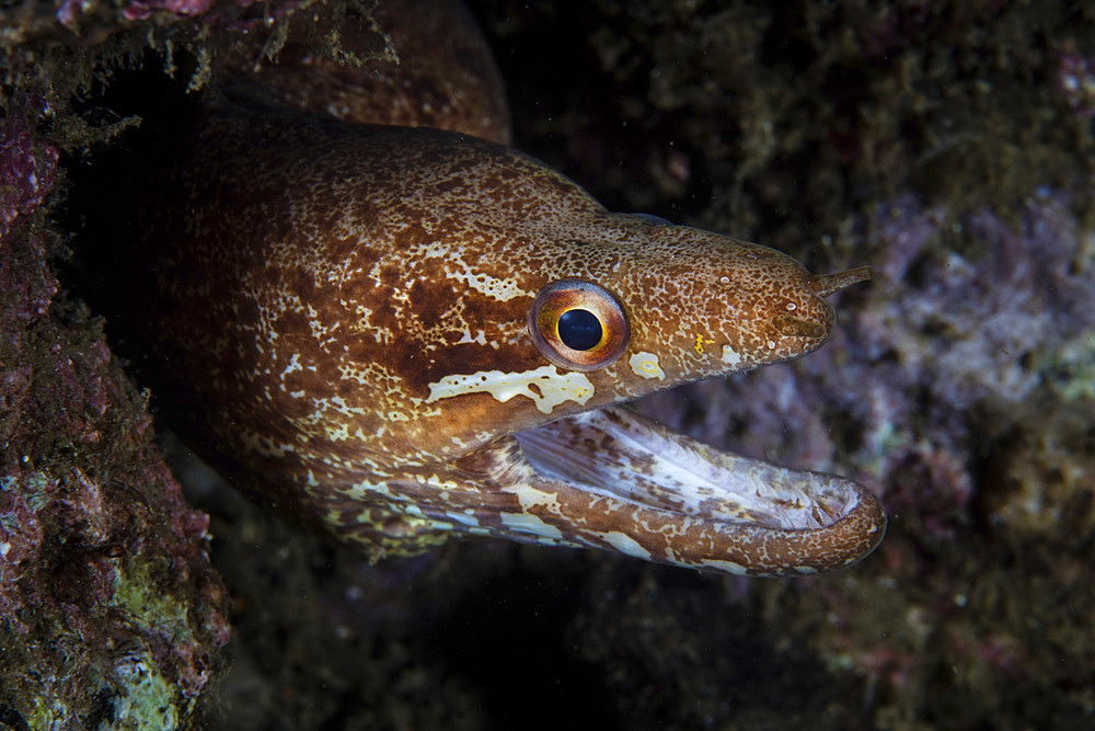 A barred-fin moray eel, Gymnothorax zonipectus, is found on a coral reef in Komodo National Park, Indonesia.