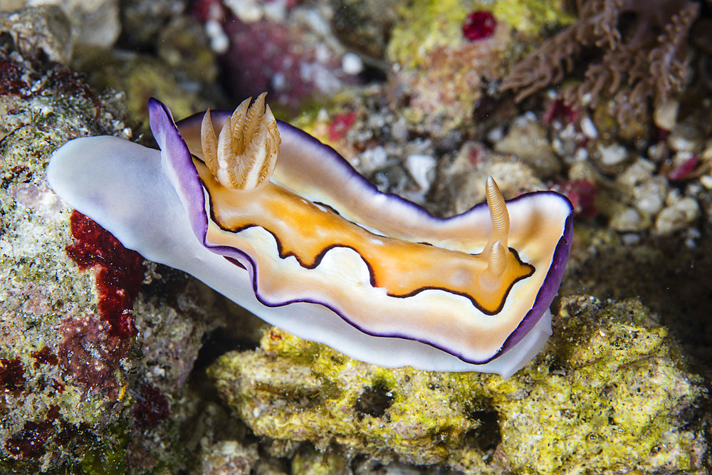 A beautiful nudibranch, Chromodoris coi, crawls across the seafloor in Komodo National Park, Indonesia.