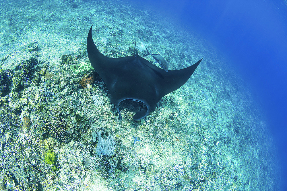 A black manta ray, Mobula alfredi, visits a cleaning station on a reef in Komodo National Park, Indonesia.