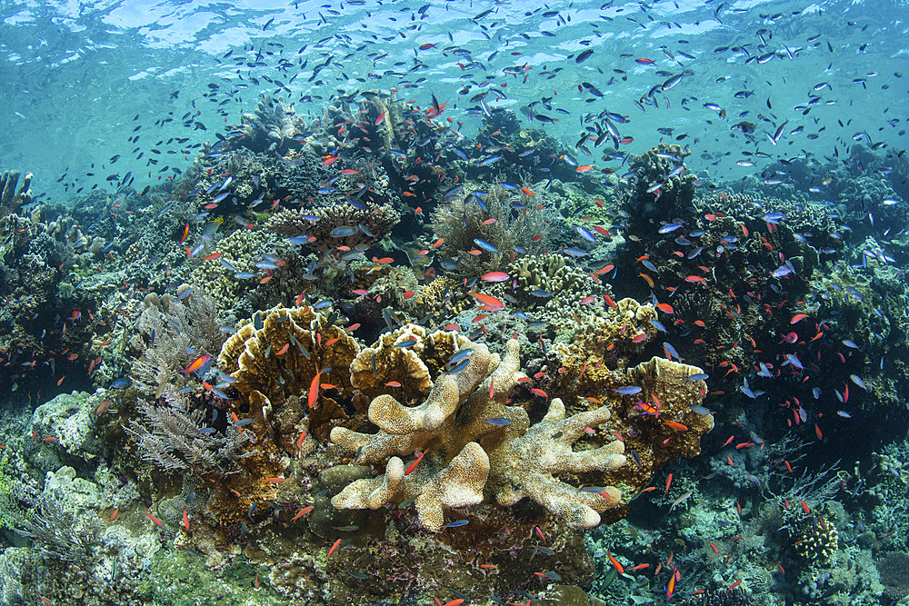 A beautiful coral reef thrives in shallow water in Indonesia's Ceram Sea.