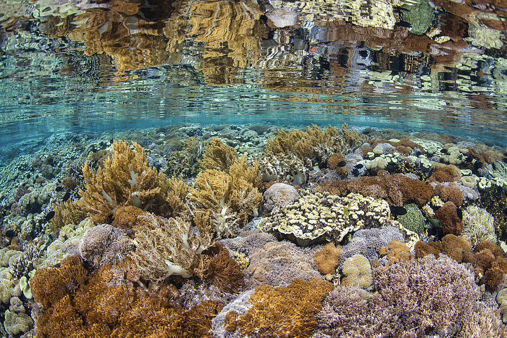 A healthy coral reef thrives in Komodo National Park, Indonesia.