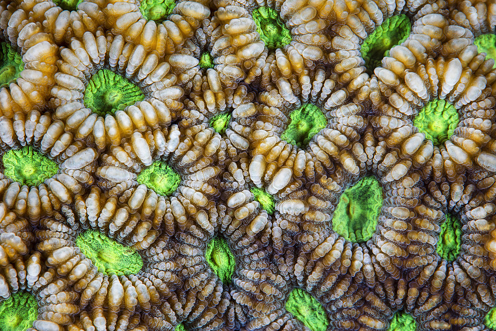 Detail of a reef-building coral colony, Favia sp., growing on a healthy reef in Komodo National Park, Indonesia.