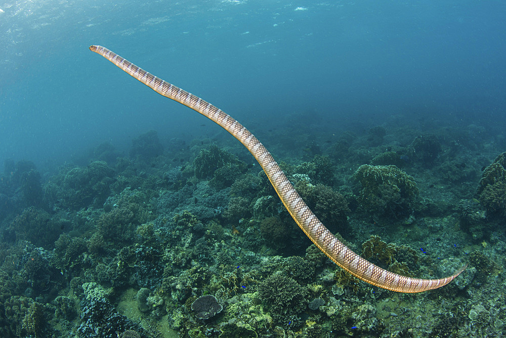 A black-banded sea krait, Laticauda semifasciata, swims over beautiful corals off the remote island of Manuk in the Banda Sea, Indonesia. This volcanic island is known as the island of the snakes.