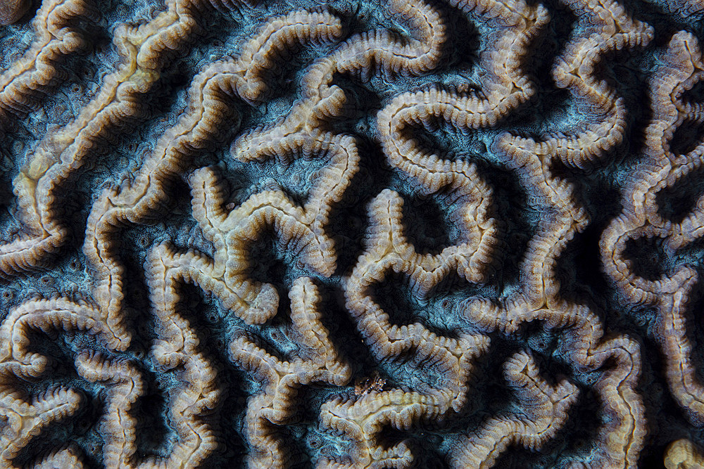 Detail of a reef-building coral colony growing on a healthy reef in Komodo National Park, Indonesia.