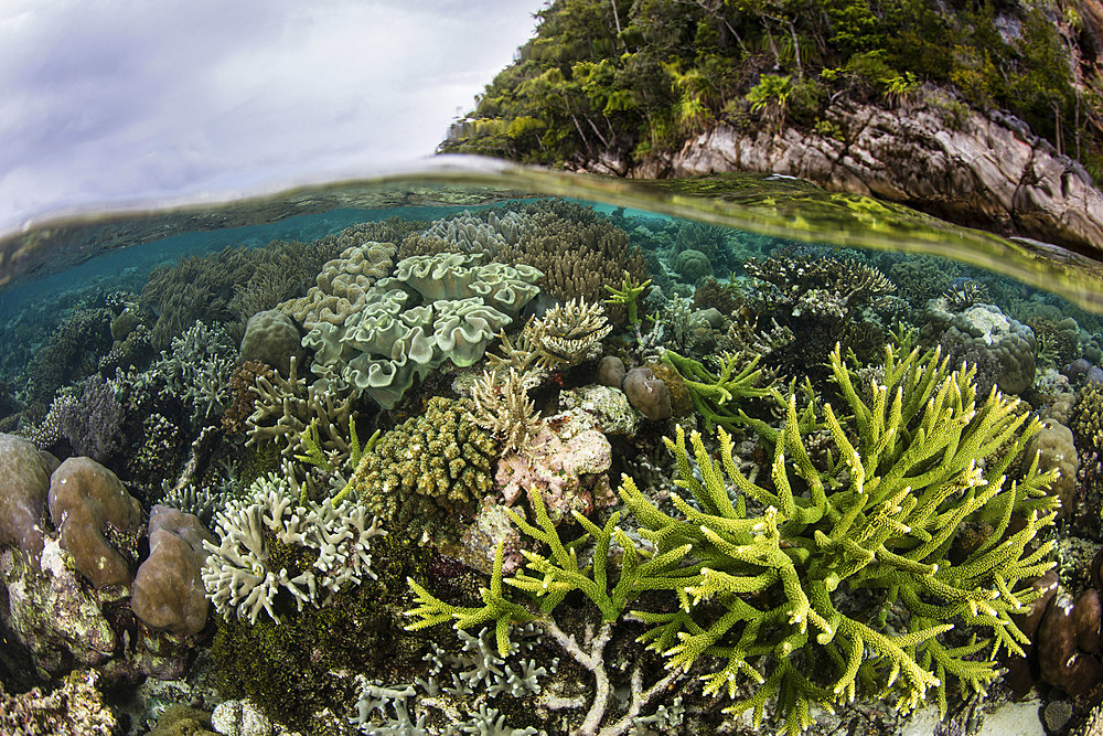 A healthy and beautiful coral reef thrives in shallow water in Raja Ampat, Indonesia.