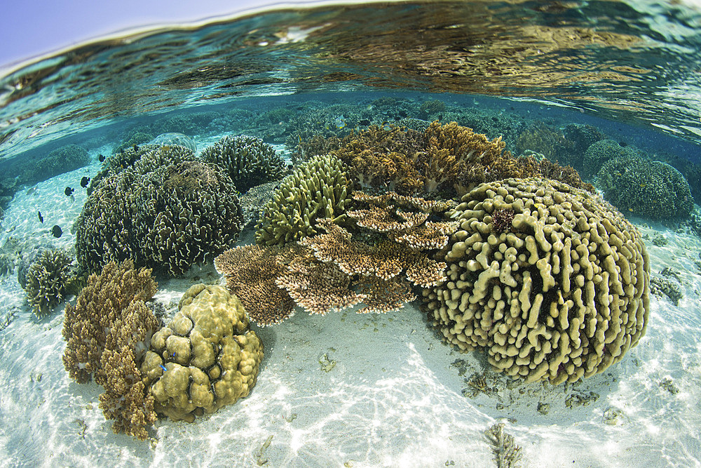 A healthy coral reef thrives in Komodo National Park, Indonesia.