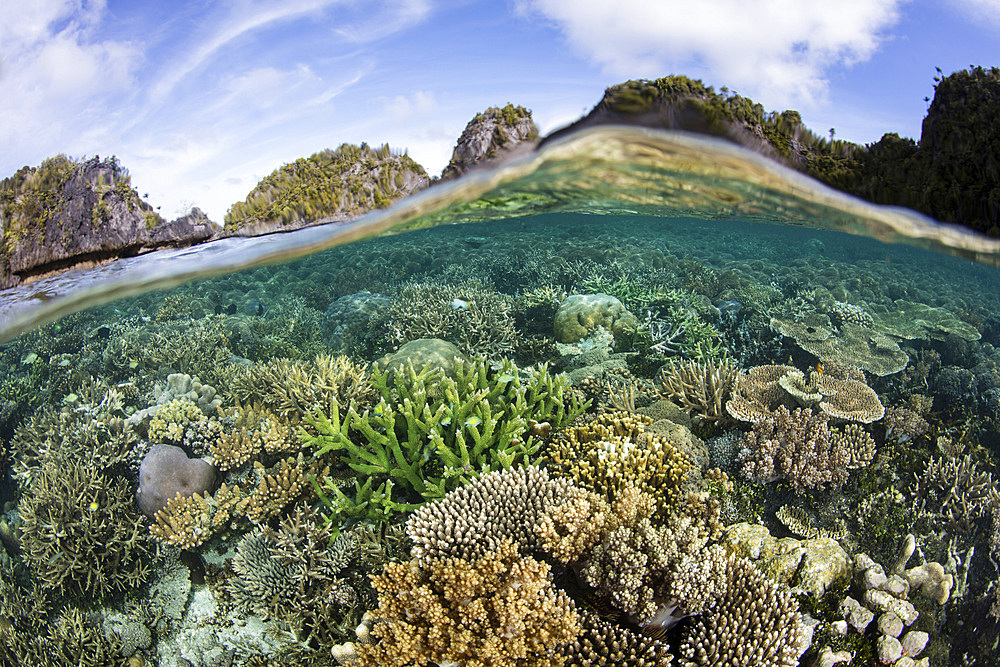 A healthy and beautiful coral reef thrives in shallow water in Raja Ampat, Indonesia.