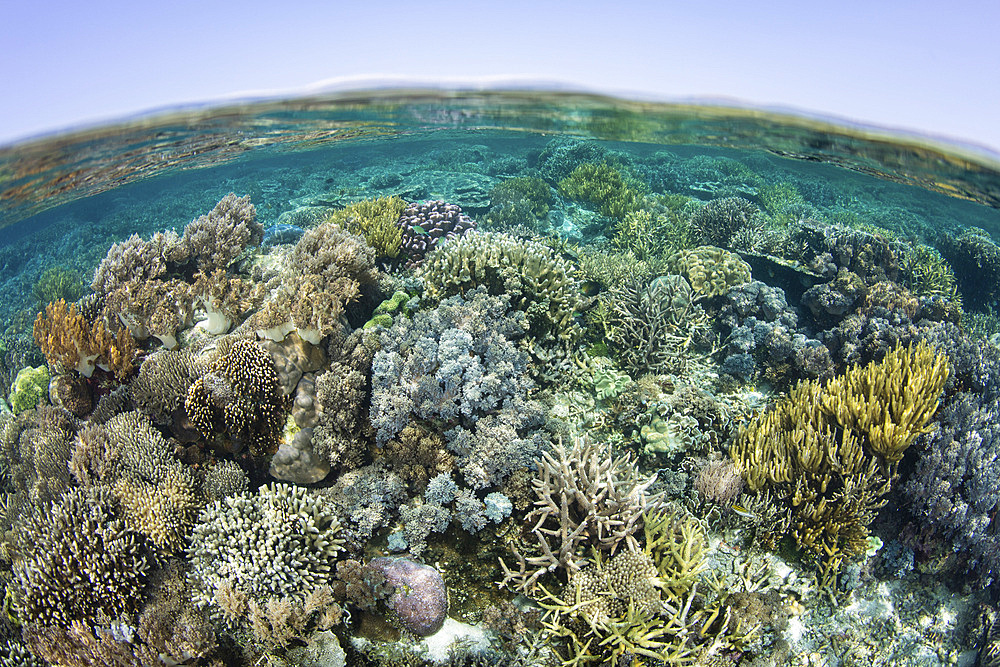 A healthy coral reef thrives in Komodo National Park, Indonesia.