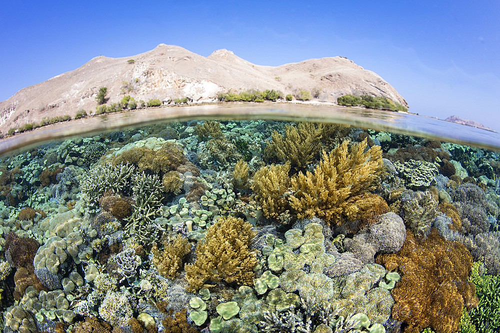 A healthy coral reef thrives in Komodo National Park, Indonesia.