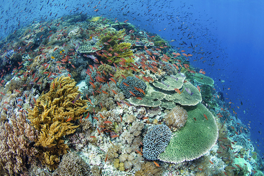 A beautiful coral reef thrives in shallow water in Indonesia's Banda Sea. This part of eastern Indonesia is home to part of the world's greatest marine biodiversity.