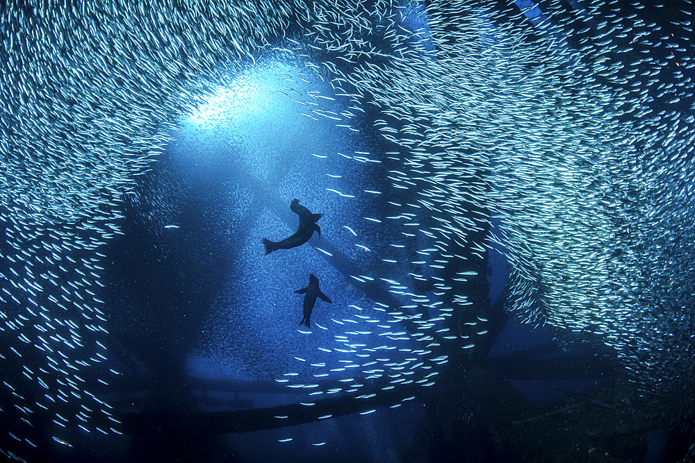 Sea lions play among the baitfish under the California Oil Rigs, Southern California.