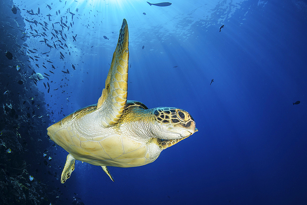 A green sea turtle swims by a reef under the sun, North Sulawesi, Indonesia.